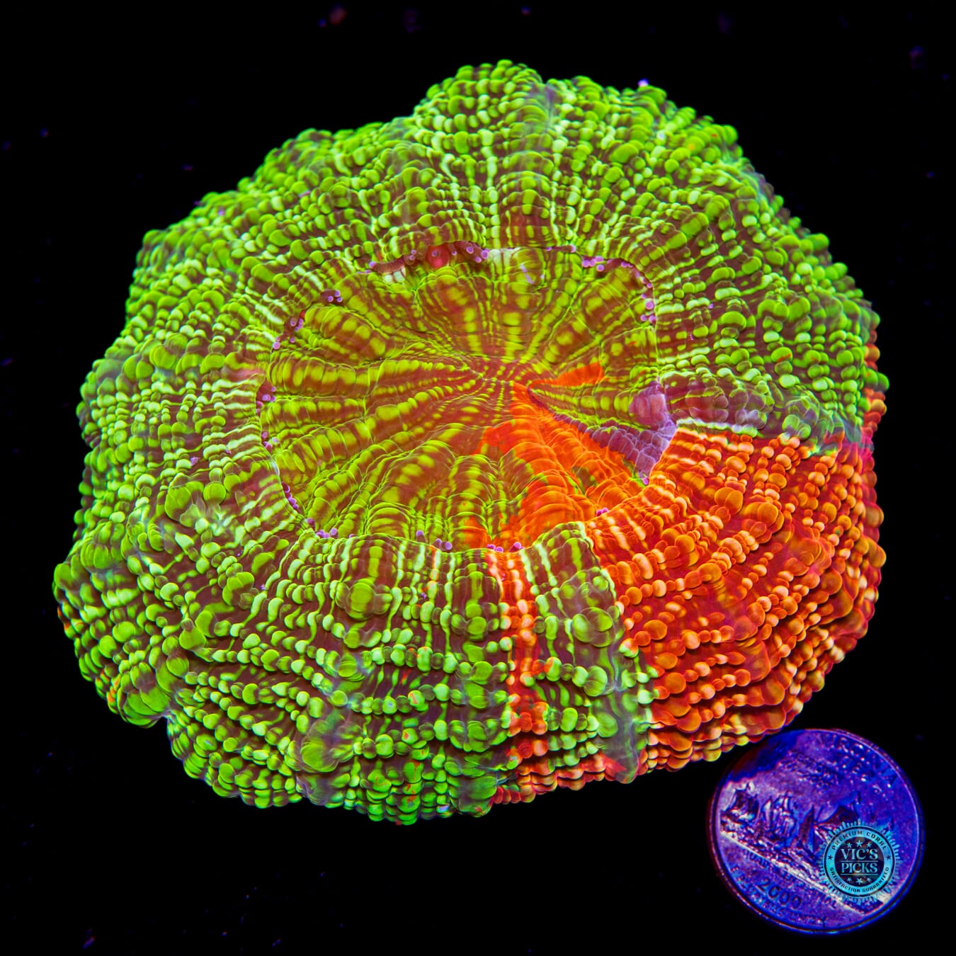 Primetime Acanthophyllia - Actinic Photo