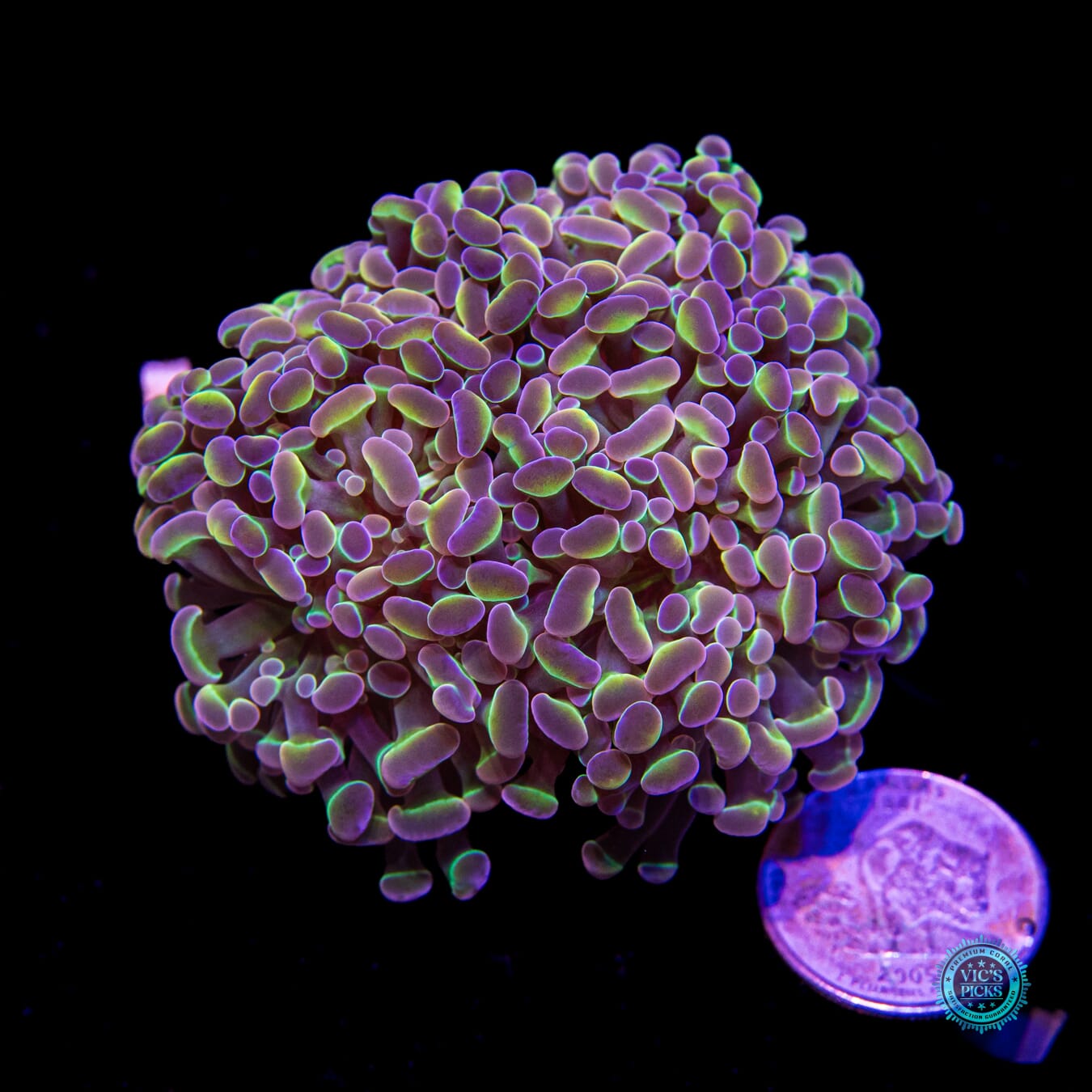 Holy Grail Branching Hammer - Actinic Photo