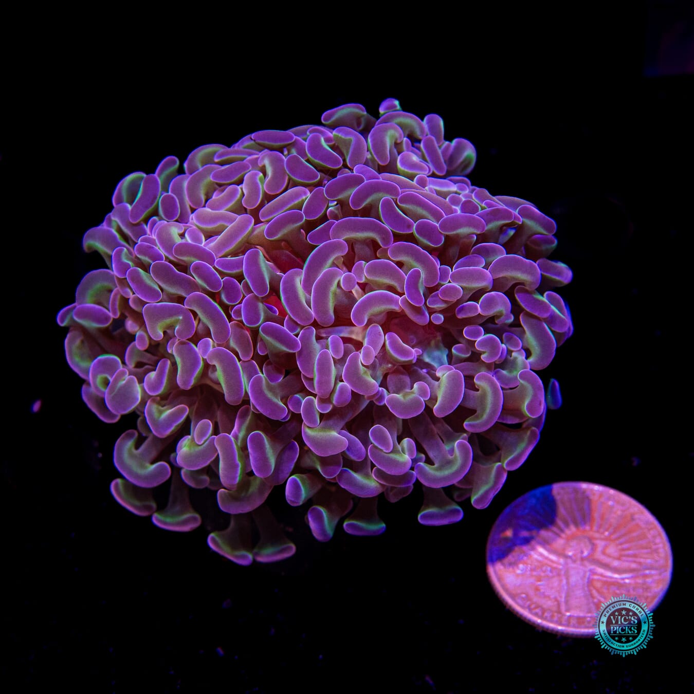 Hologram Branching Hammer - Actinic Photo