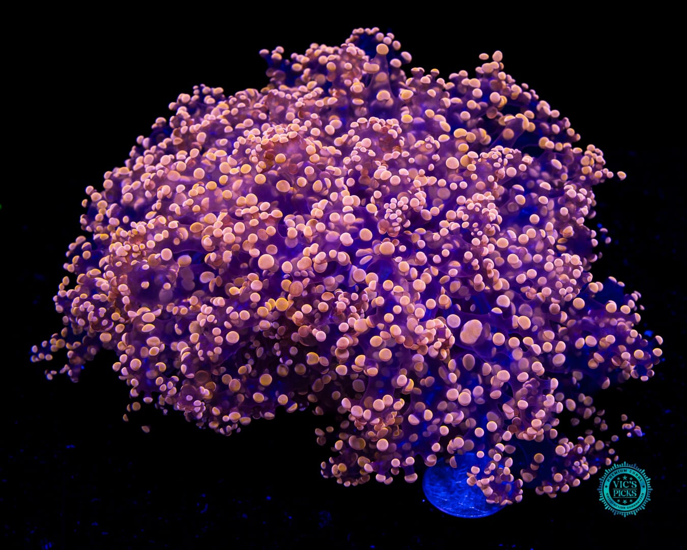 Fluffy Peach Wall Frogspawn - Daylight Photo