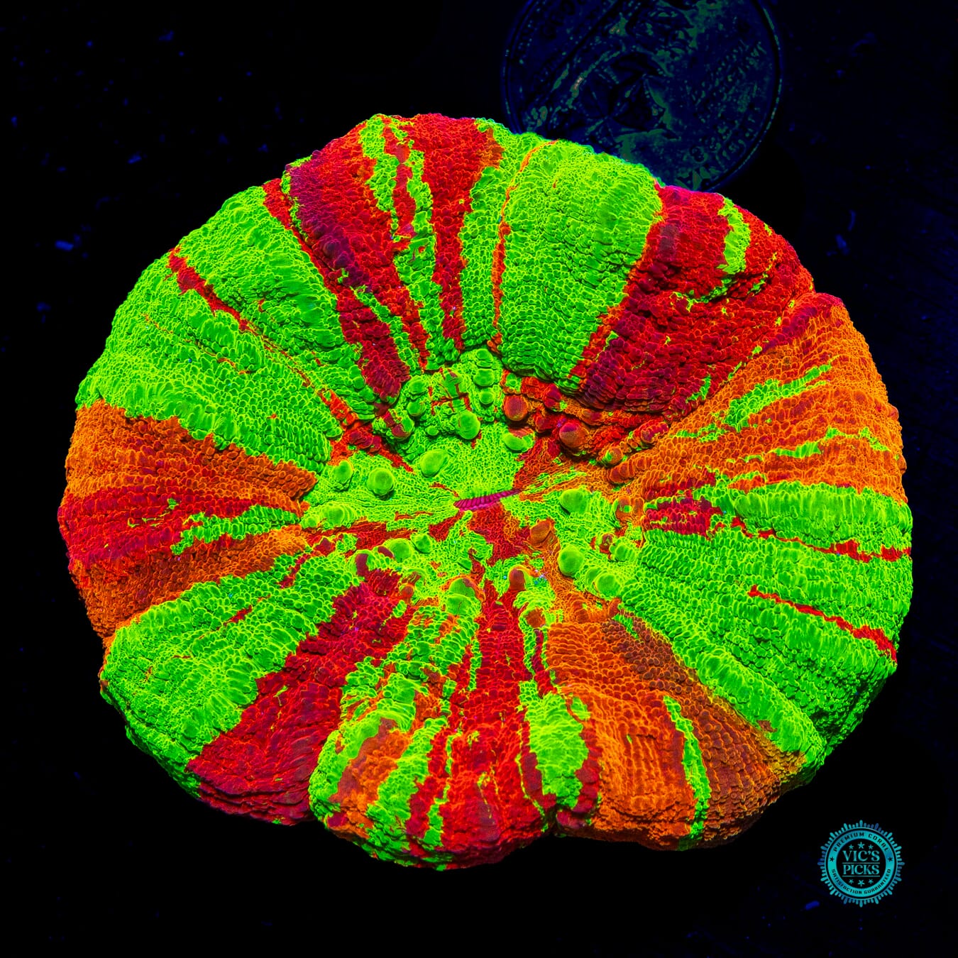 Triple Crown Bleeding Apple Scolymia - Daylight Photo