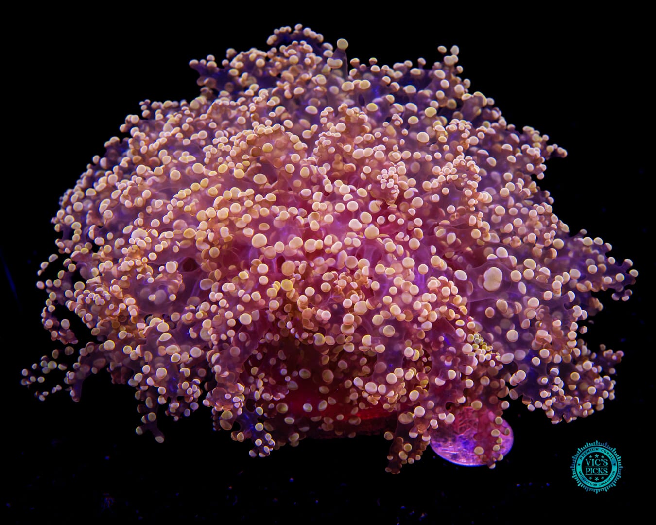 Fluffy Peach Wall Frogspawn - Actinic Photo