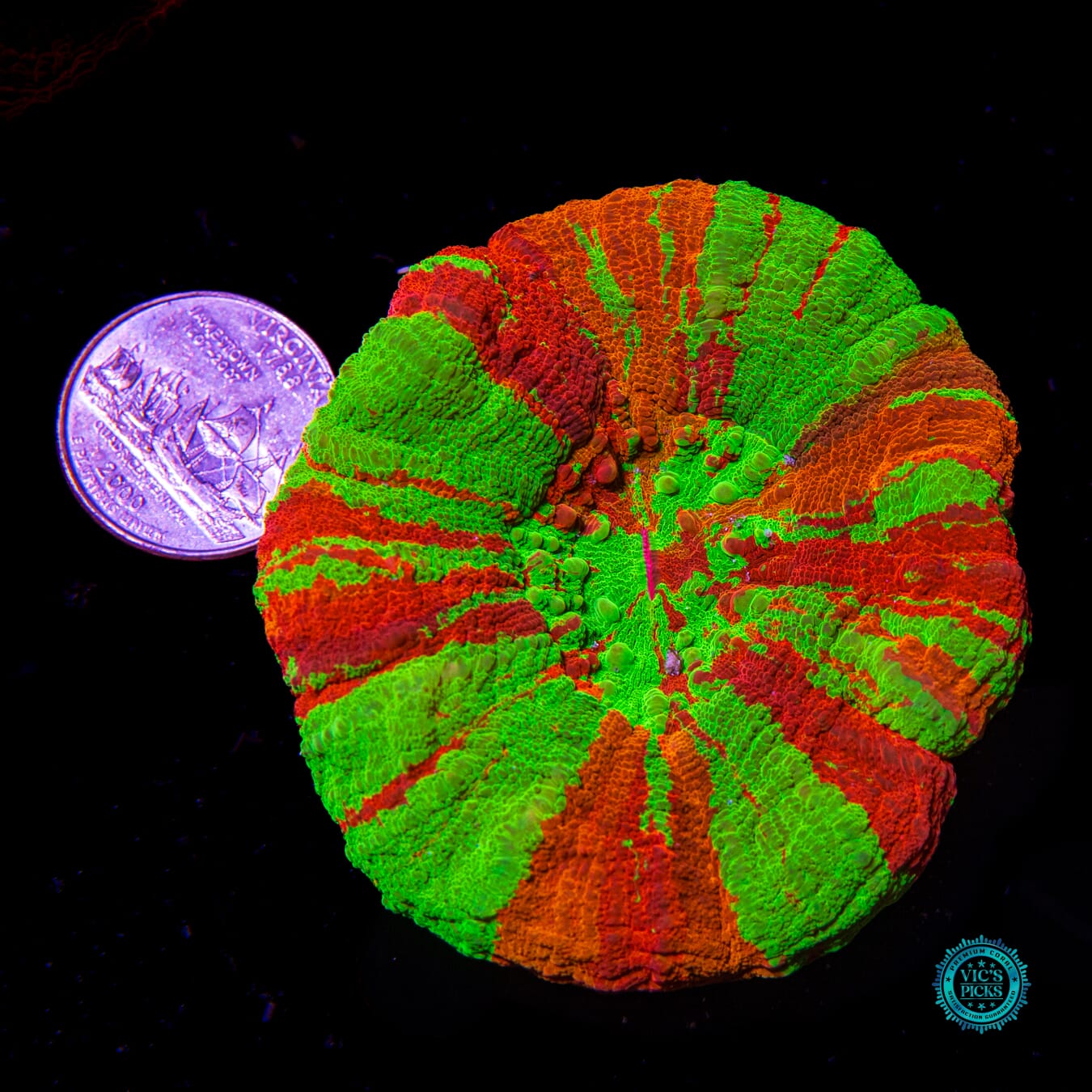 Triple Crown Bleeding Apple Scolymia - Actinic Photo