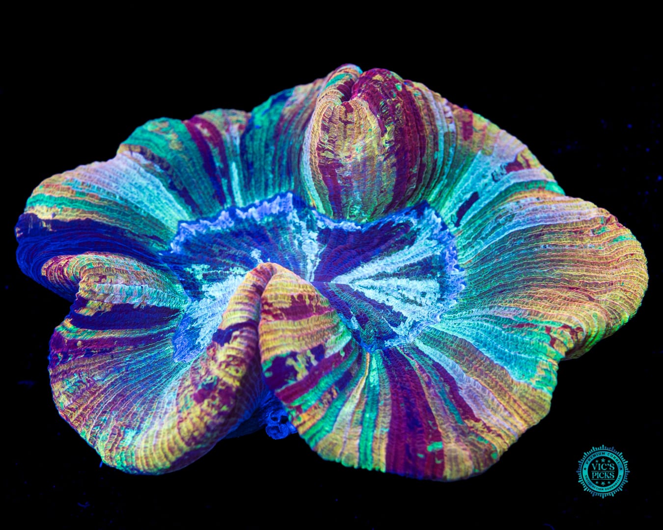 Painted Peach Trachyphyllia - Daylight Photo