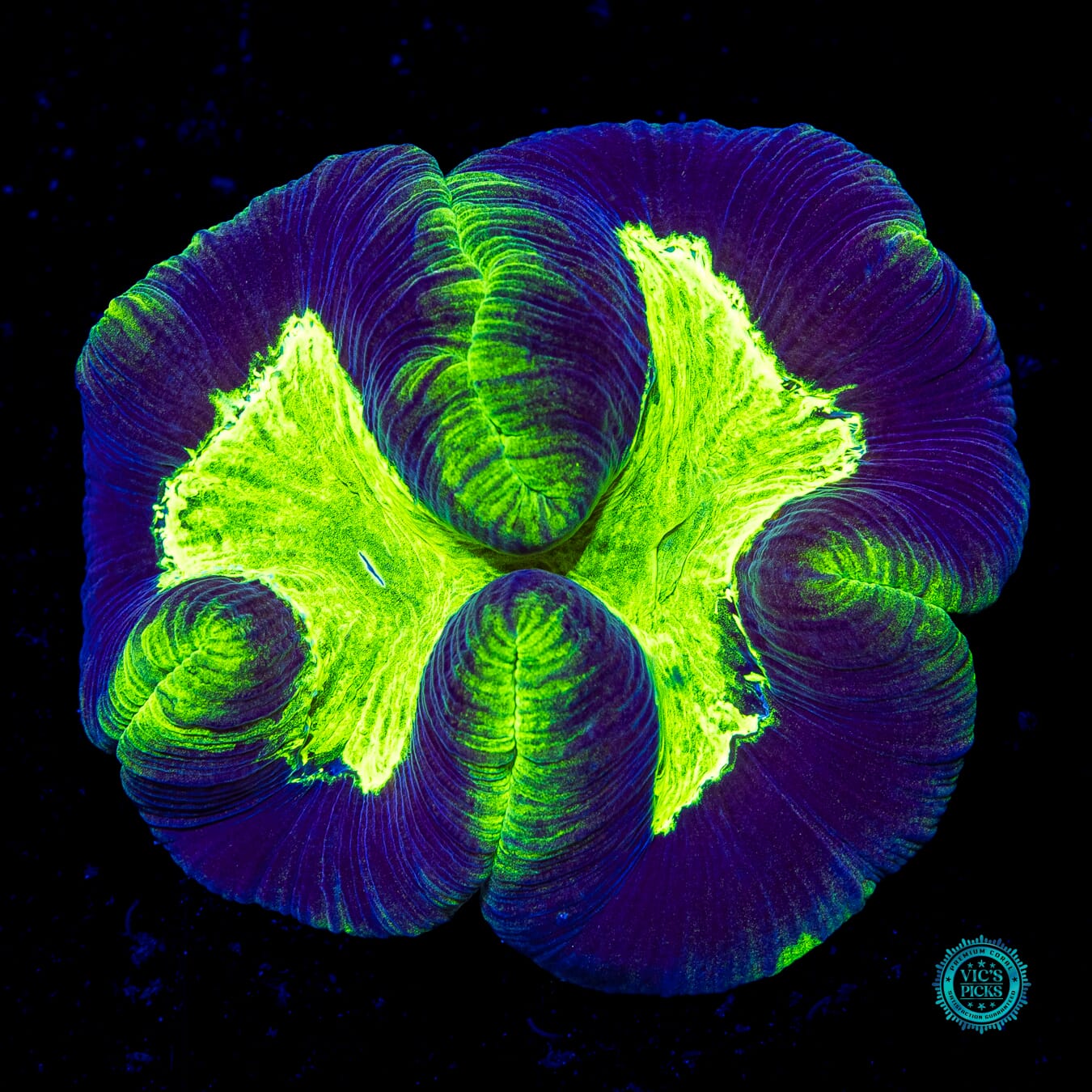 Toxitron Trachyphyllia - Daylight Photo