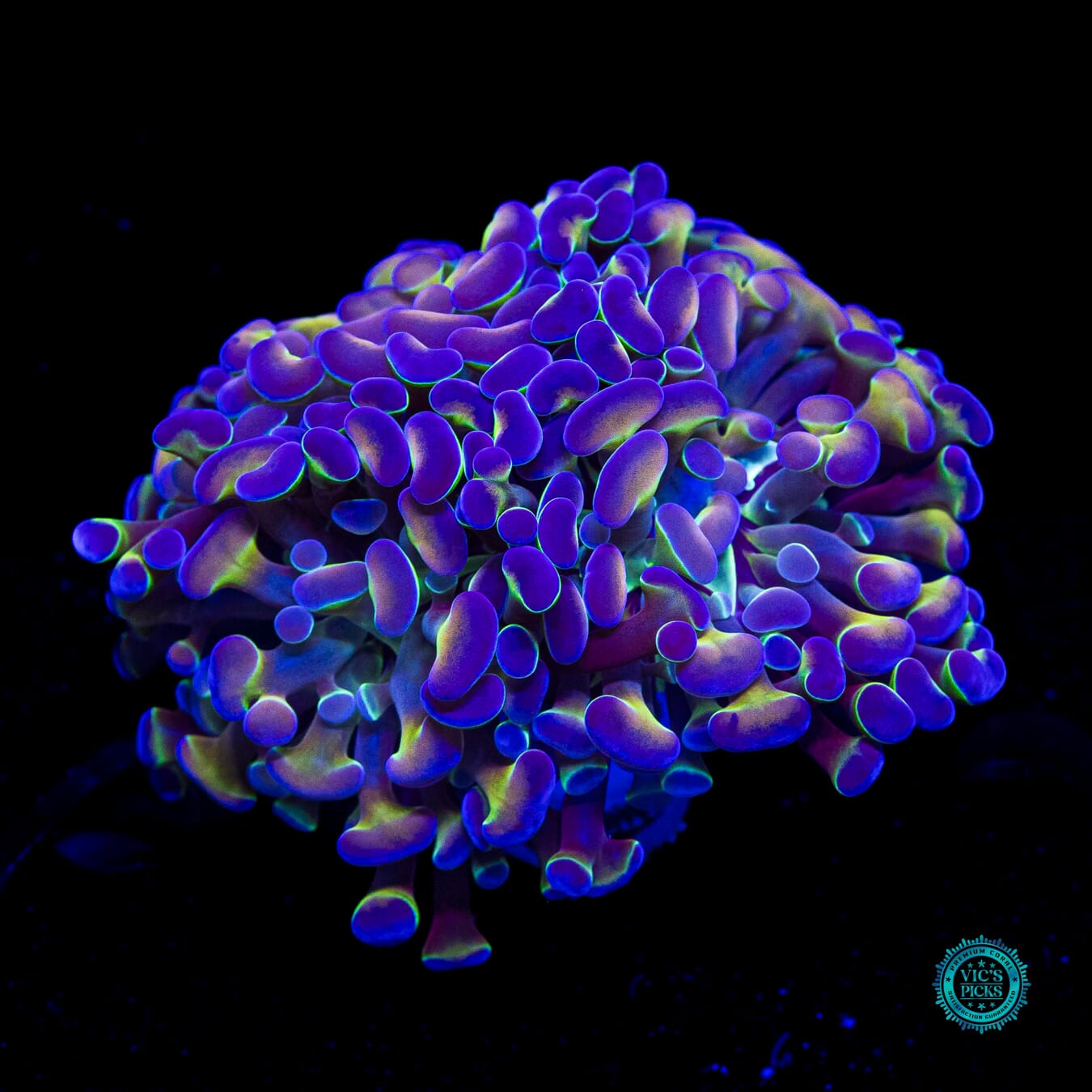 Hologram Branching Hammer - Daylight Photo