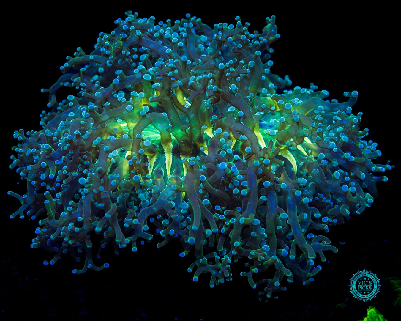 Aquamarine Jewel Wall Frogspawn - Daylight Photo