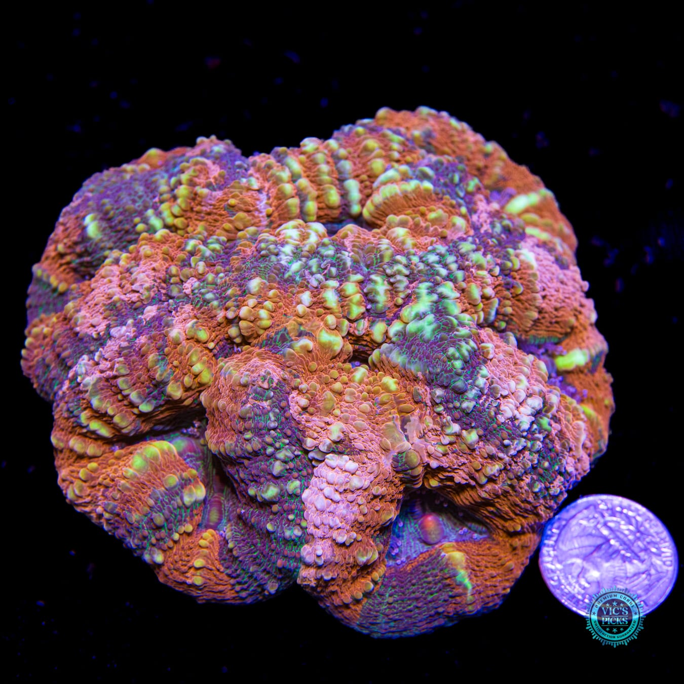 Tropicana Lobophyllia - Actinic Photo