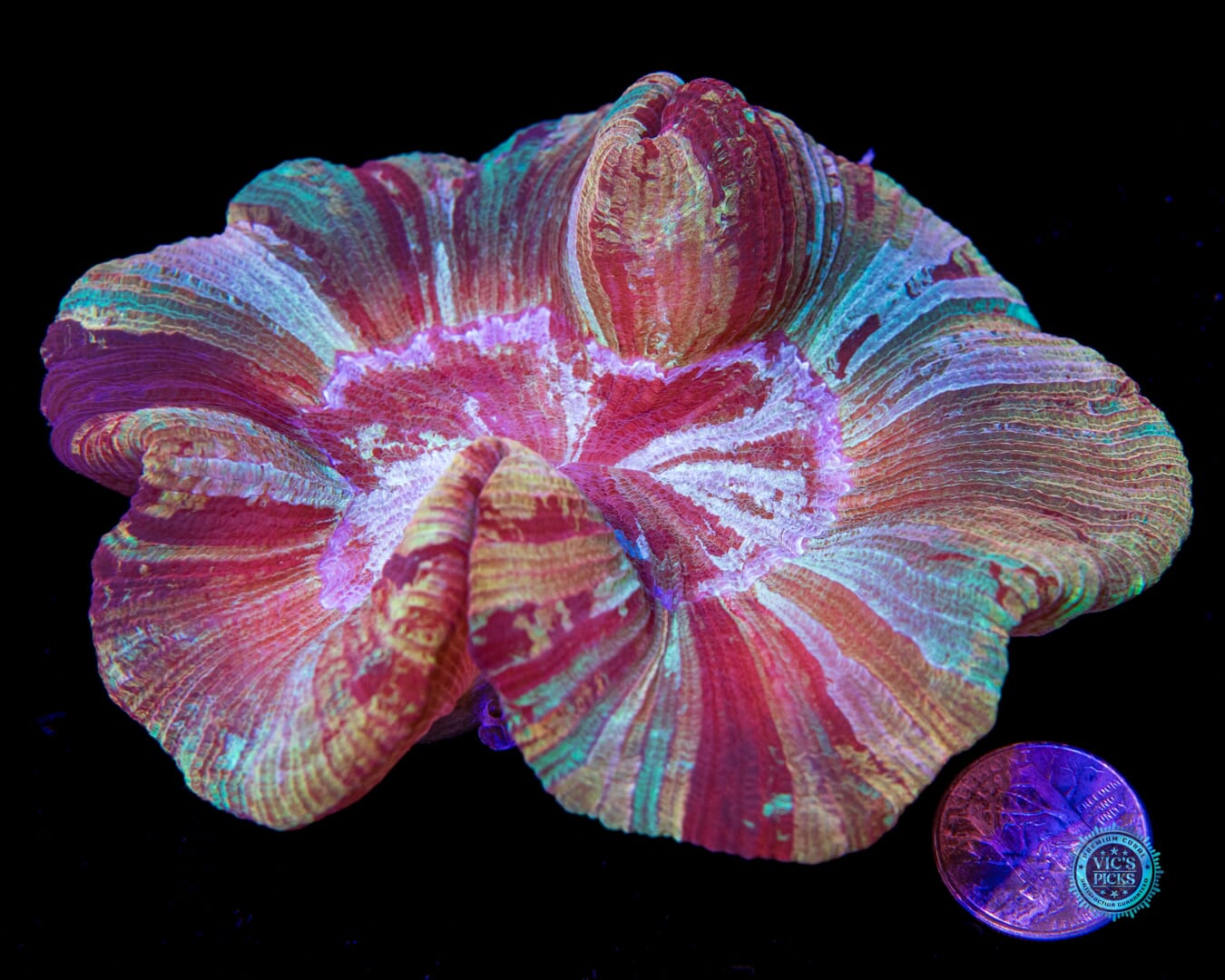 Painted Peach Trachyphyllia - Actinic Photo