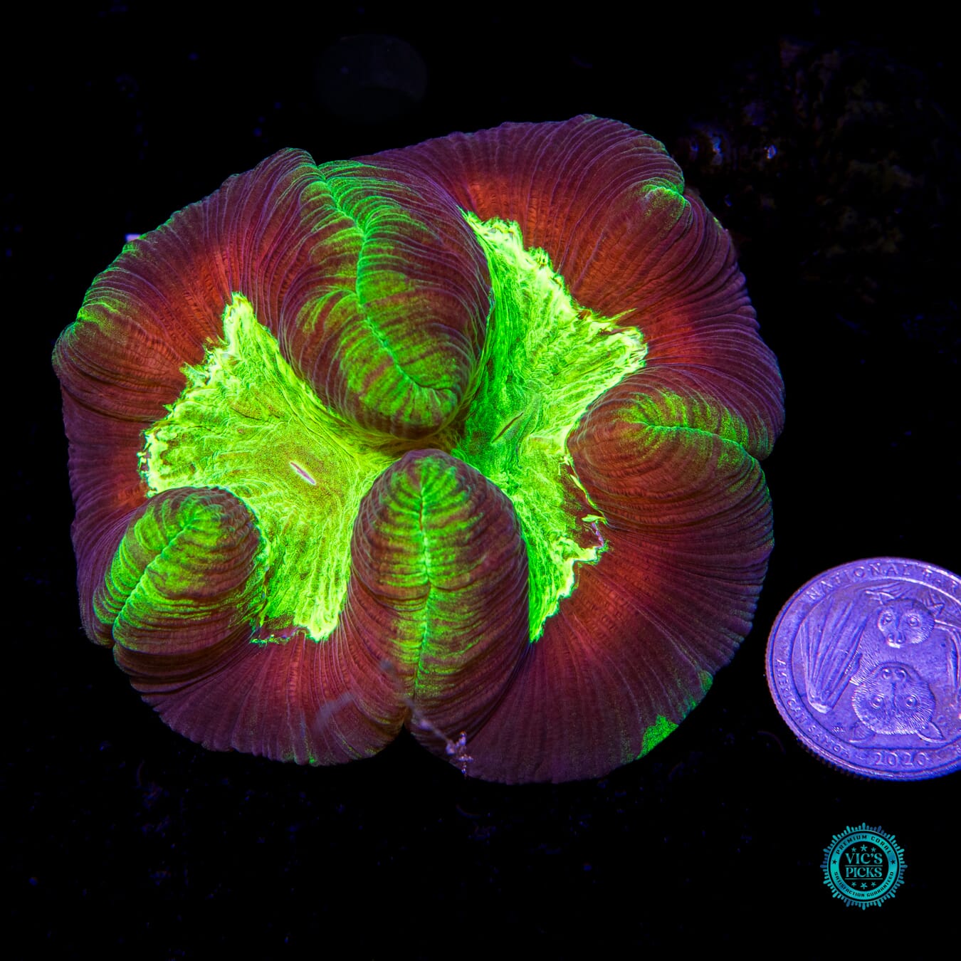 Toxitron Trachyphyllia - Actinic Photo