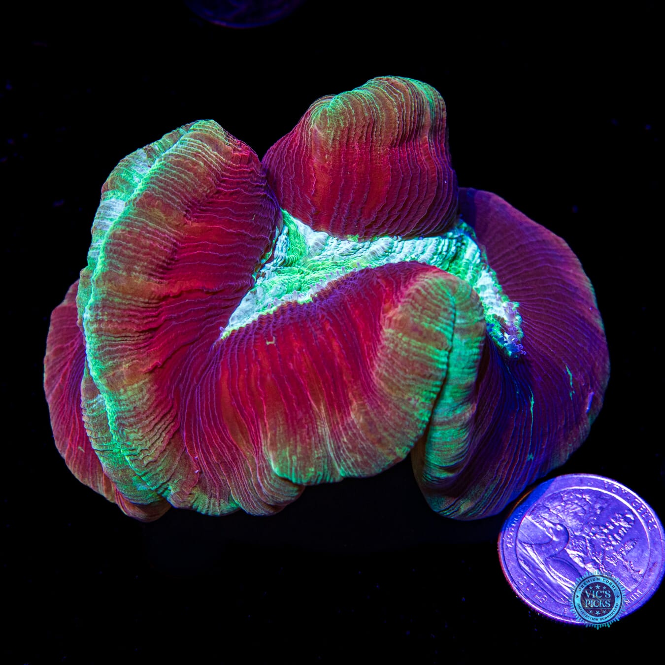 Tubular Trachyphyllia - Actinic Photo