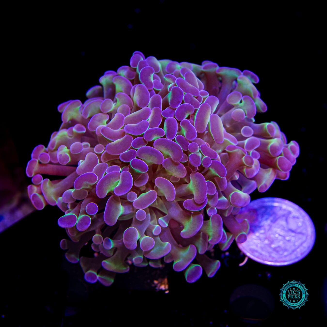 Hologram Branching Hammer - Actinic Photo