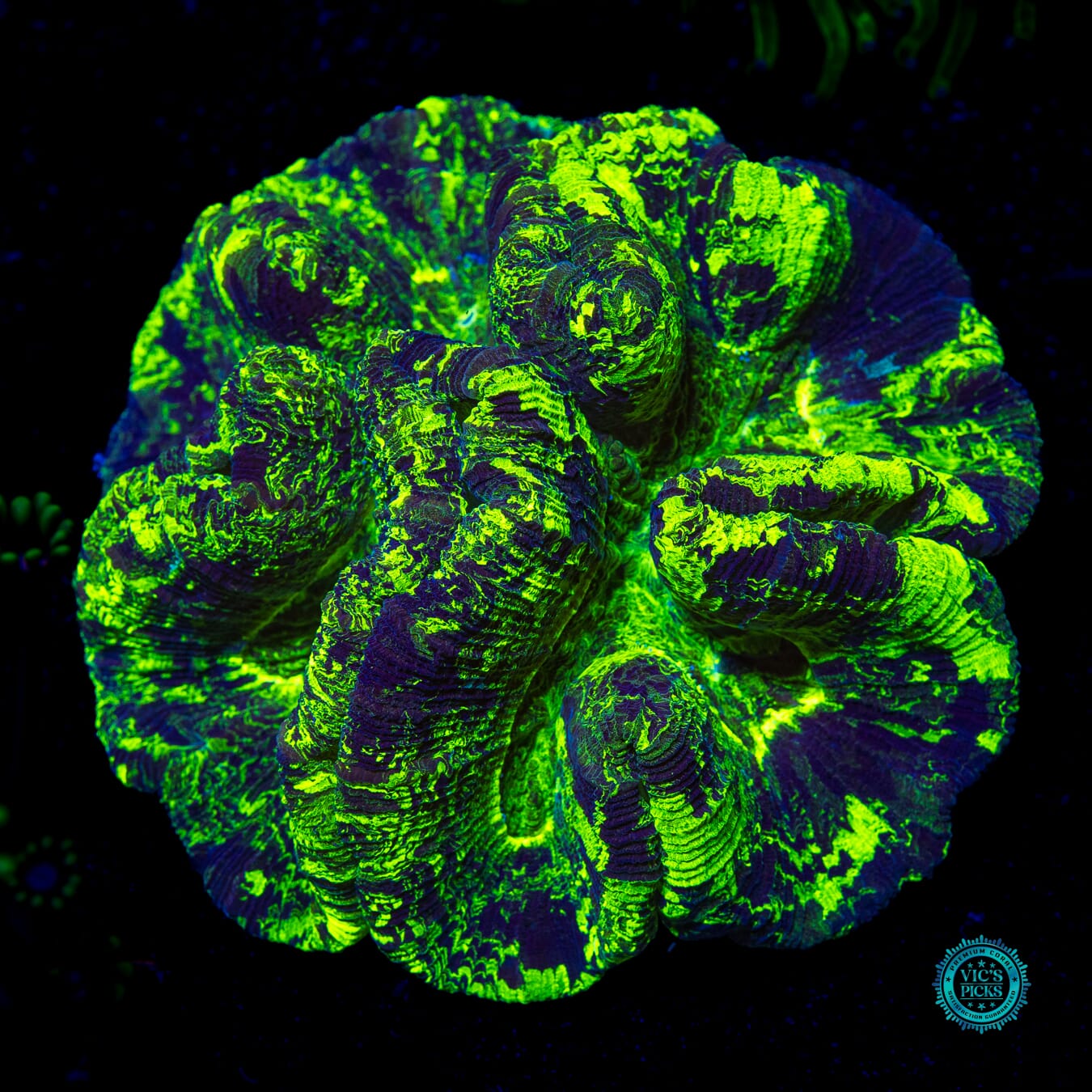 Chamo Chameleon Trachyphyllia - Daylight Photo