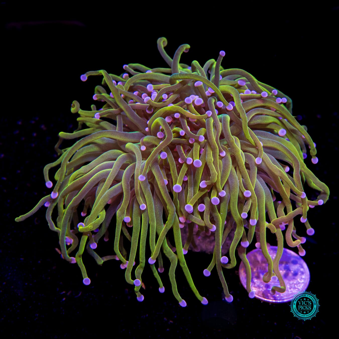 Rapunzel Torch - Actinic Photo