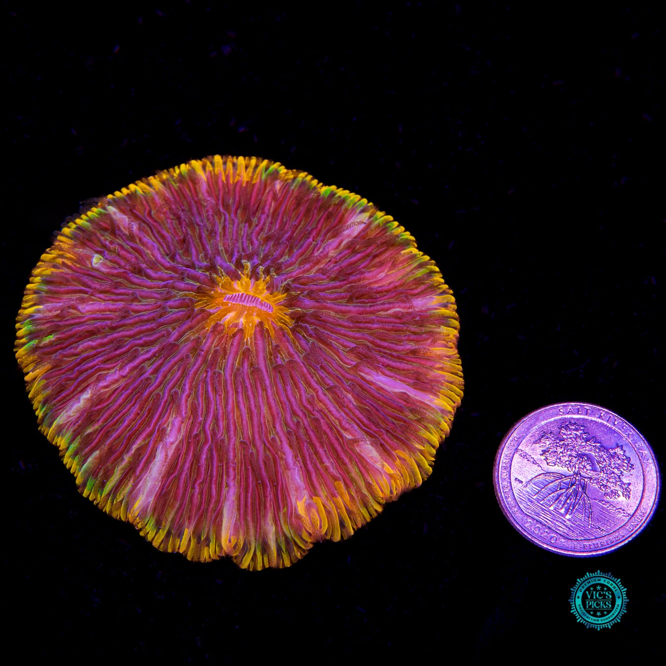 Alien Invasion Plate - Actinic Photo