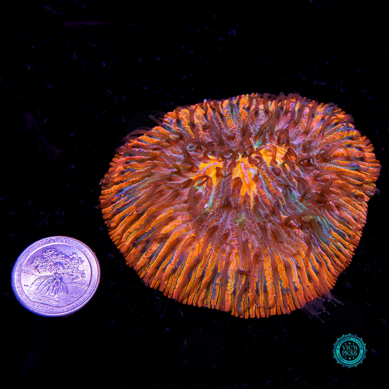 War Within Plate - Actinic Photo
