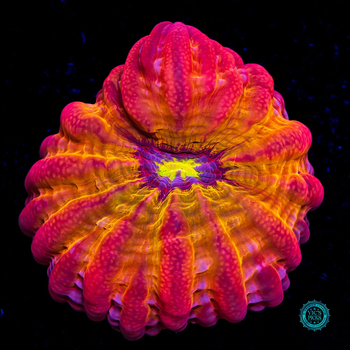 Purple Lotus Cynarina - Daylight Photo