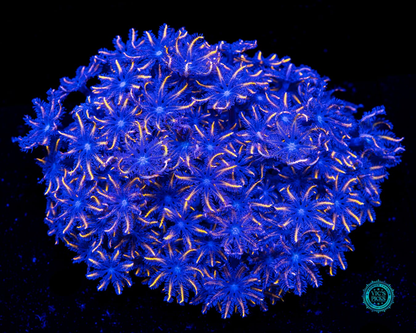 XXL Florida Squeeze Clove Polyps - Daylight Photo
