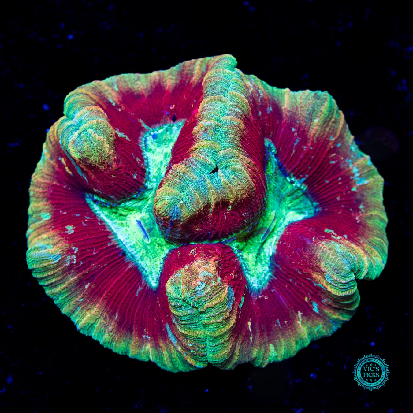 Cosmic Crimson Trachyphyllia - Daylight Photo