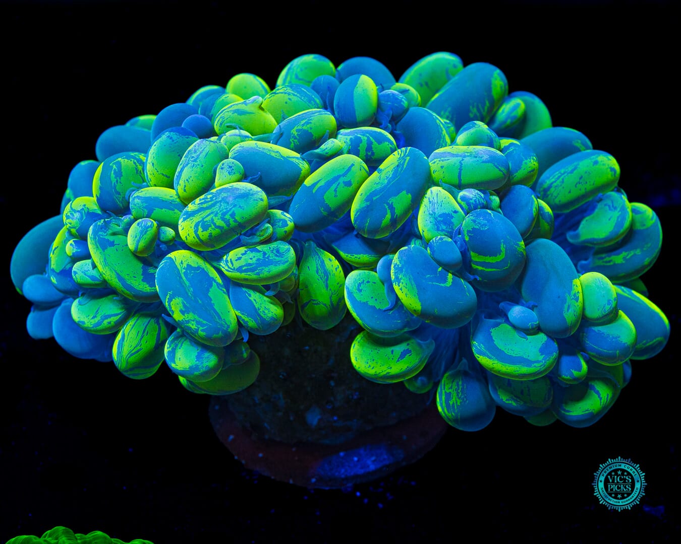 XXXXL Neon Splatter Bubble - Daylight Photo