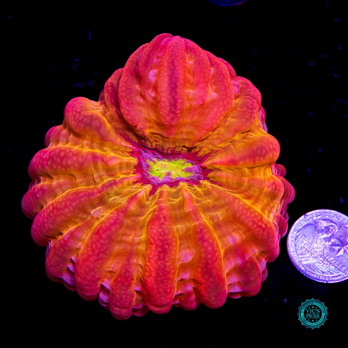 Purple Lotus Cynarina - Actinic Photo