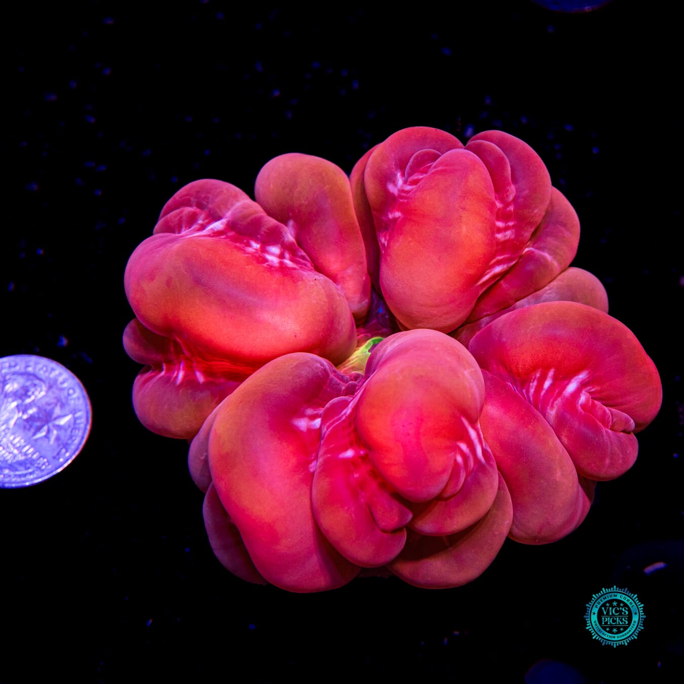Bubble your Fun Cynarina - Actinic Photo