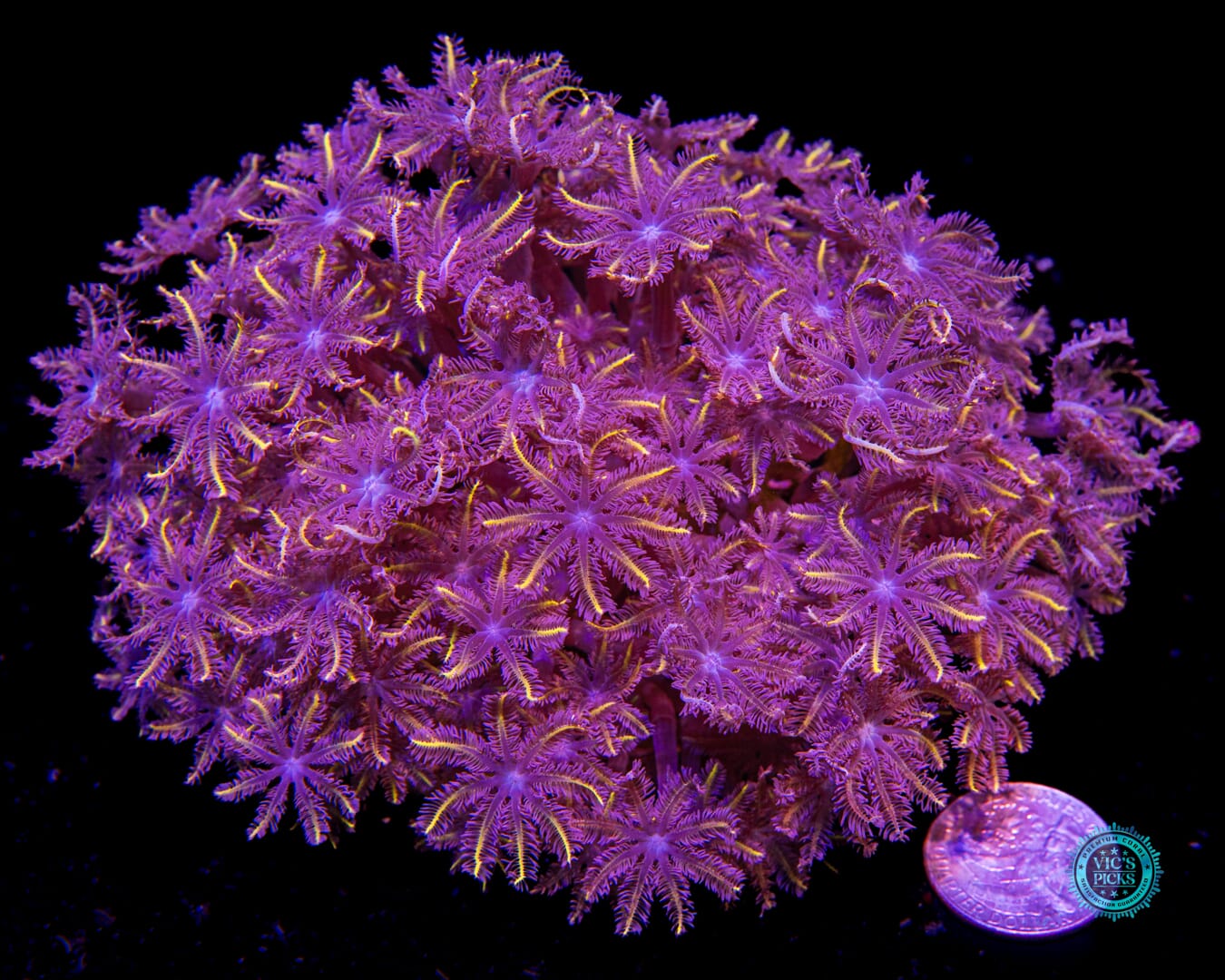 XXL Florida Squeeze Clove Polyps - Actinic Photo
