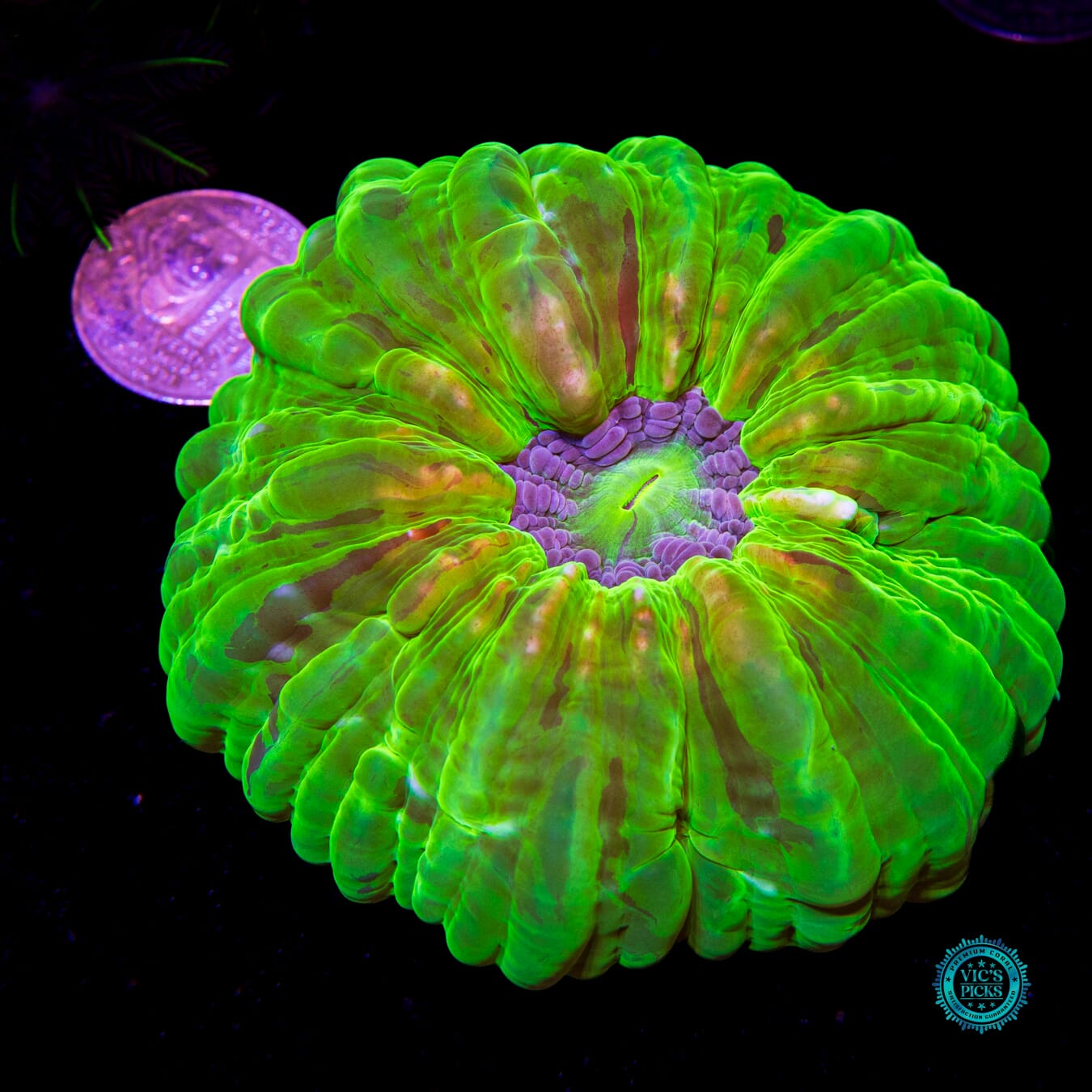 Toxic Cloud Cynarina - Actinic Photo