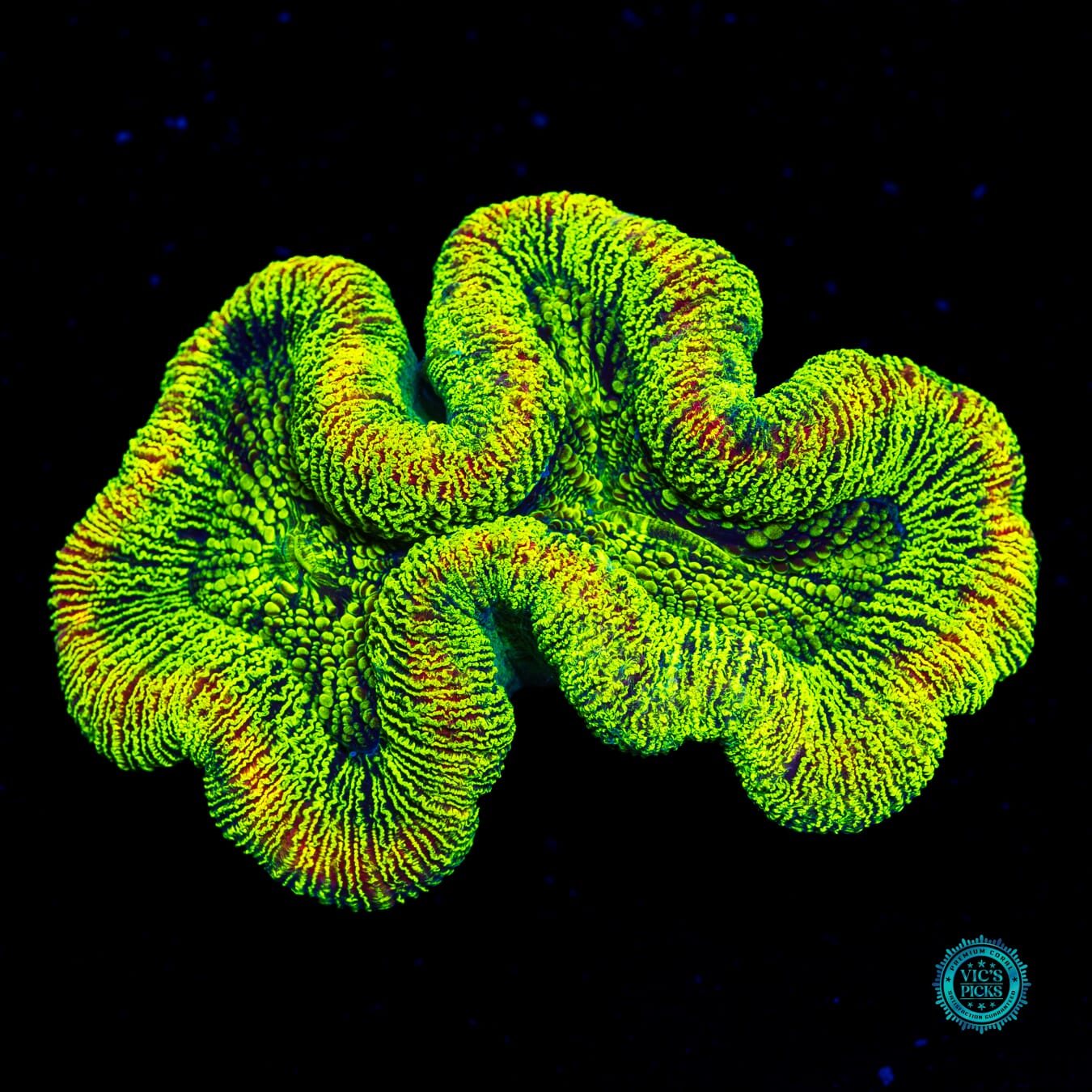 Kryptonite Trachyphyllia - Daylight Photo