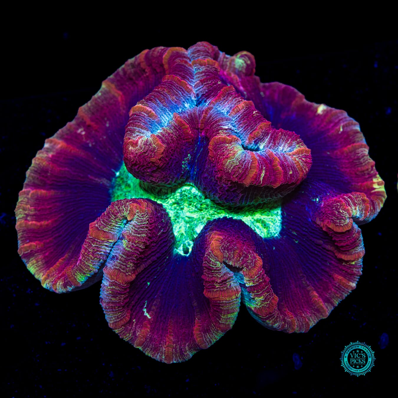 Berry Boom Trachyphyllia - Daylight Photo