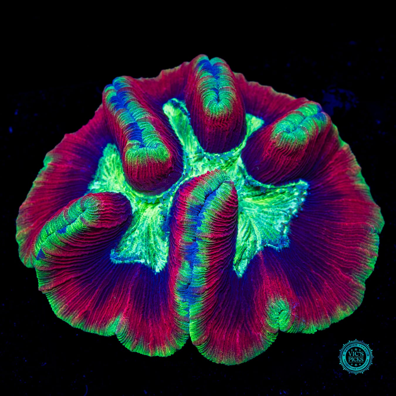 Christmas in July Trachyphyllia - Daylight Photo