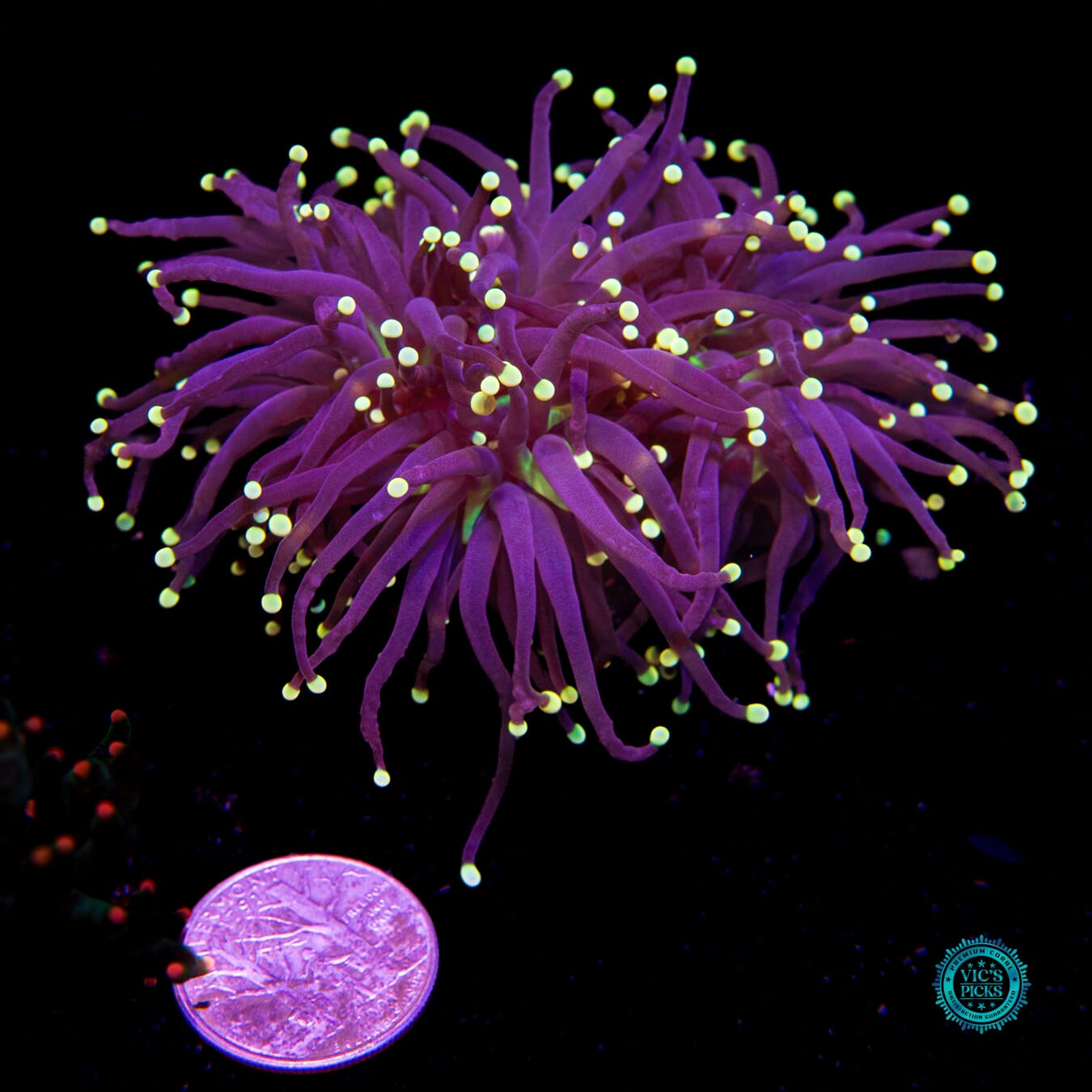 Joker Torch - Actinic Photo