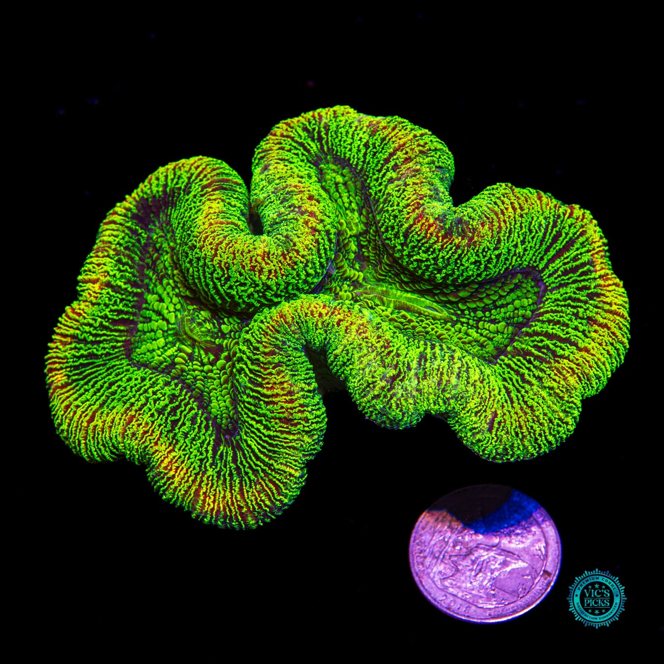 Kryptonite Trachyphyllia - Actinic Photo