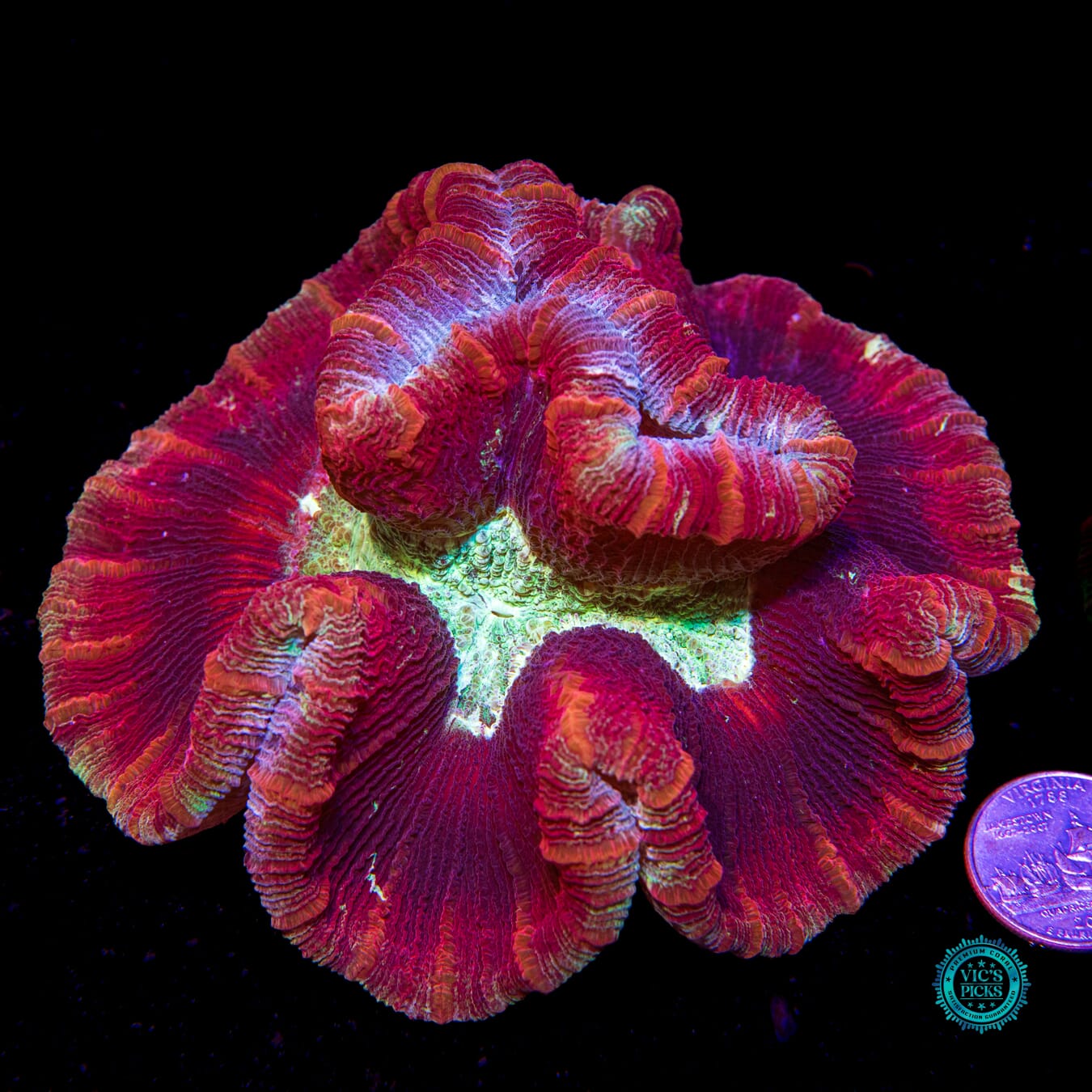 Berry Boom Trachyphyllia - Actinic Photo