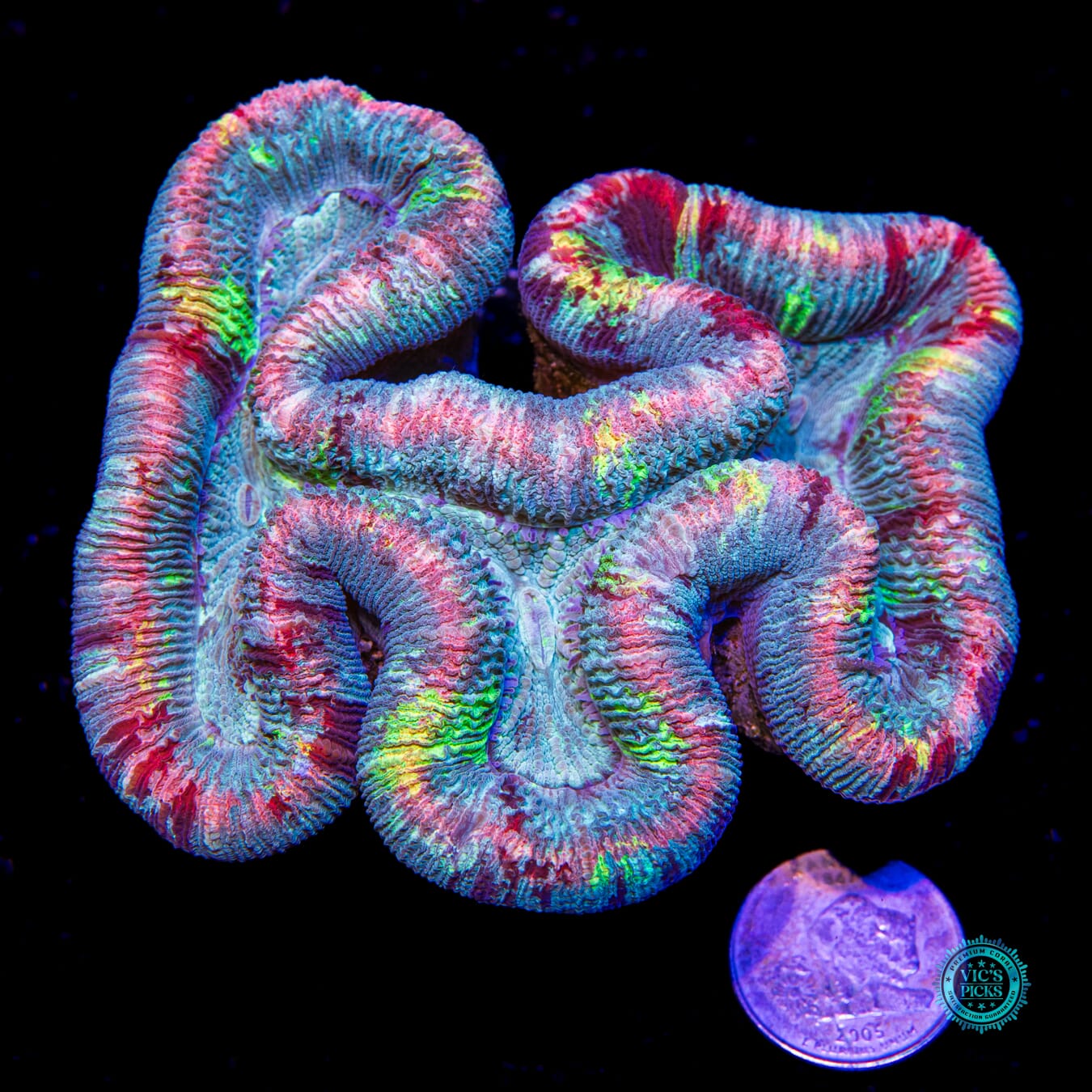 Rainbow Rim Trachyphyllia - Actinic Photo