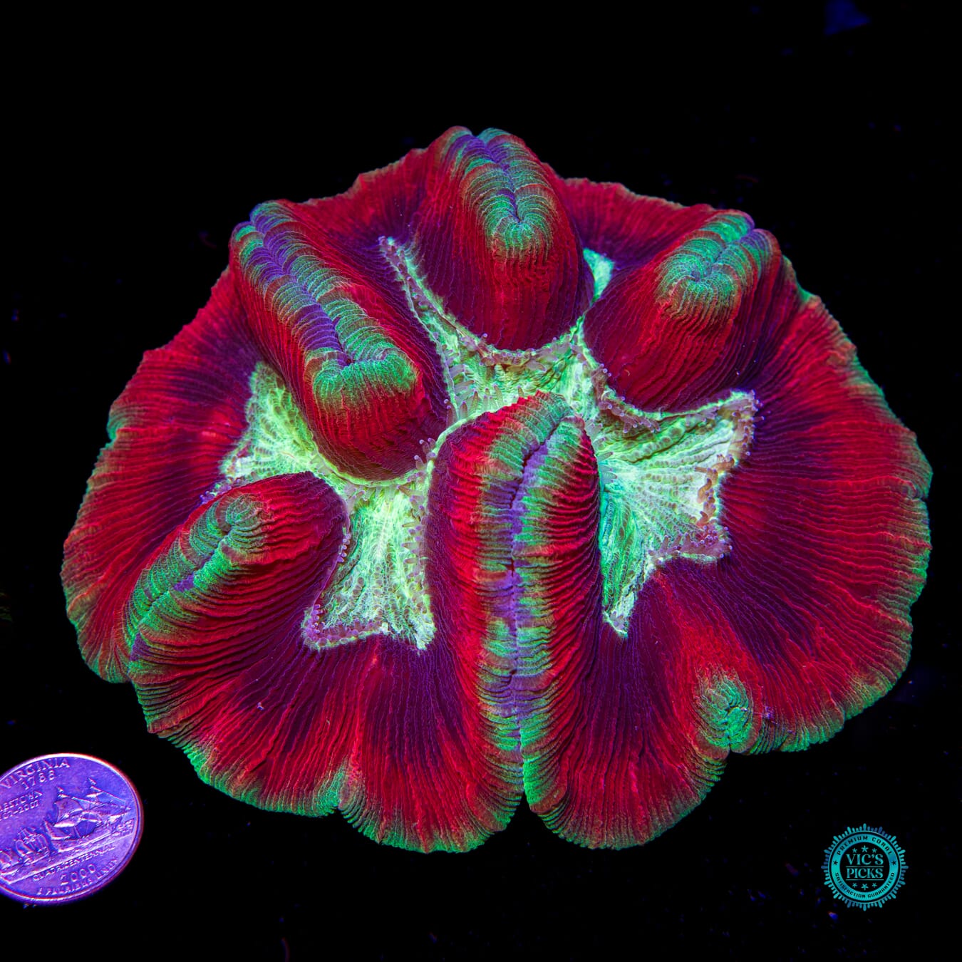 Christmas in July Trachyphyllia - Actinic Photo