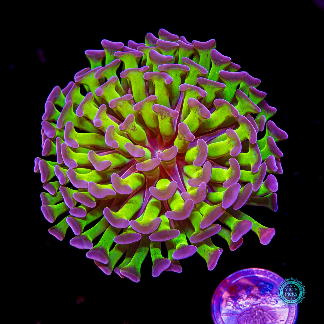 Sin City Neon Branching Hammer - Actinic Photo
