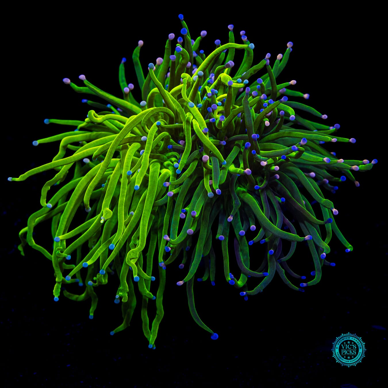 Ultimate Grafted Cotton Candy Torch - Daylight Photo
