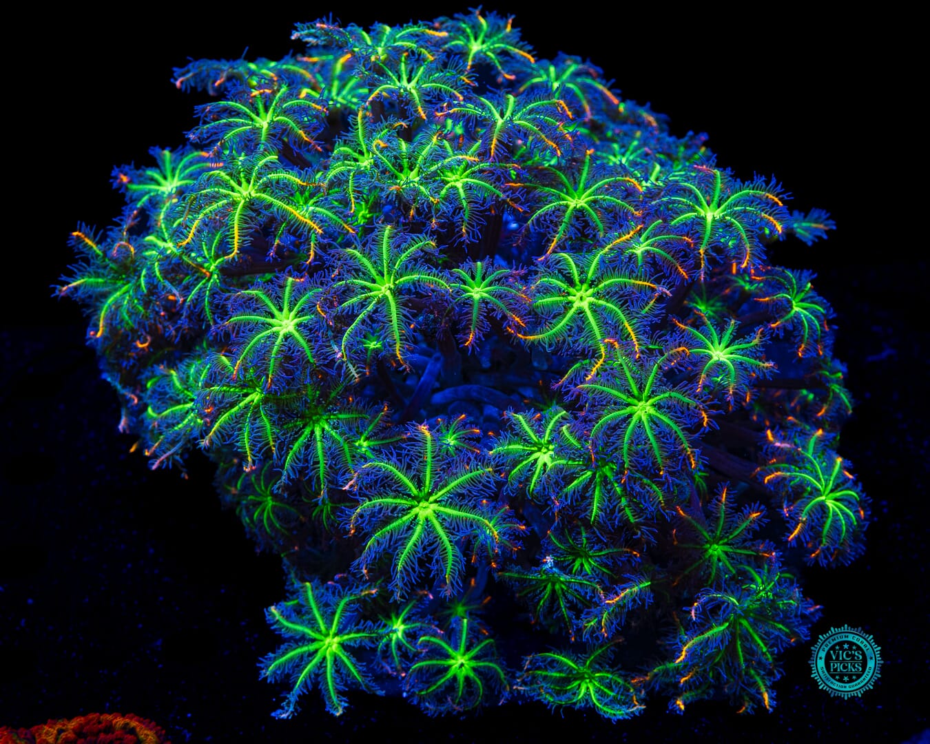 WWC High Voltage Clove Polyps - Daylight Photo