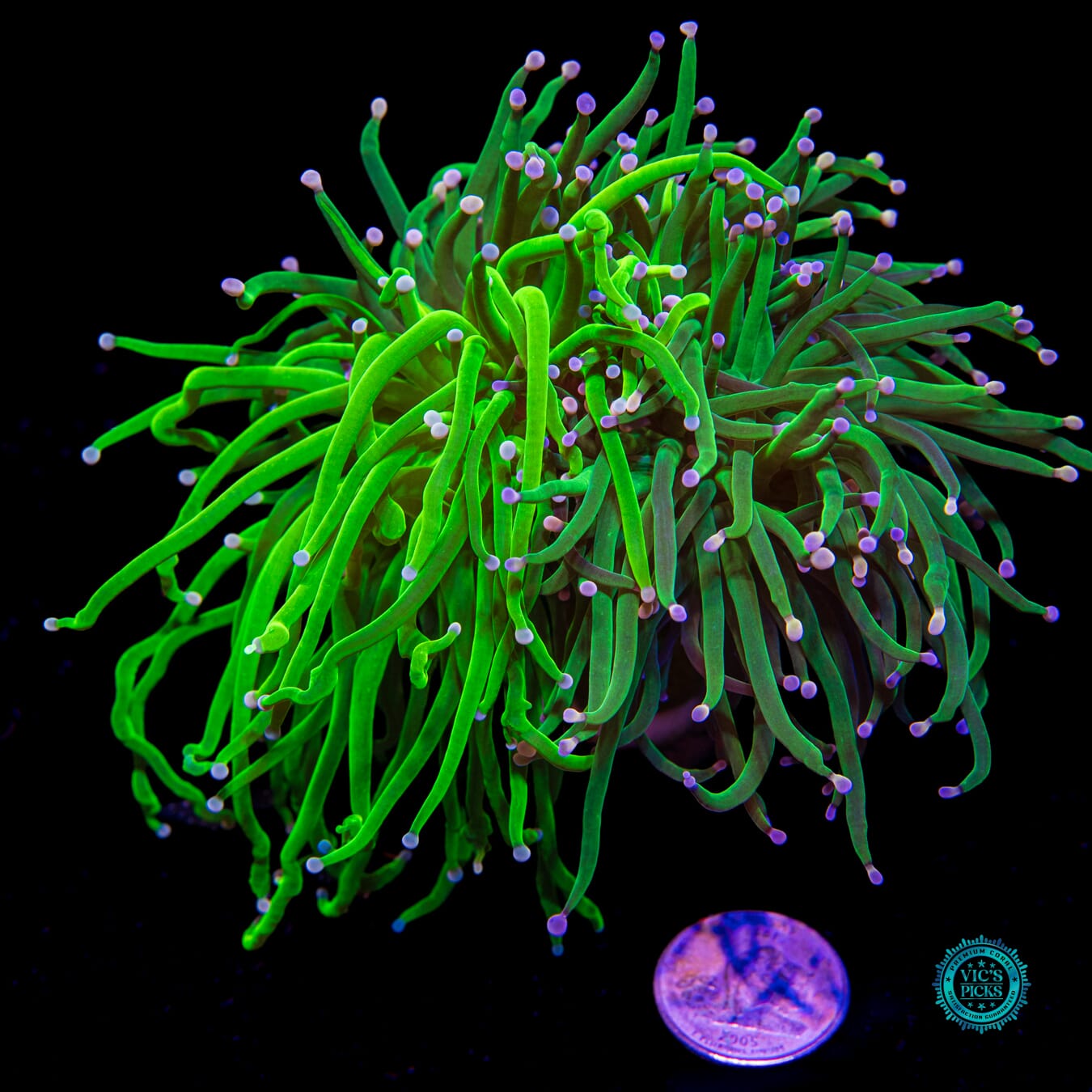 Ultimate Grafted Cotton Candy Torch - Actinic Photo
