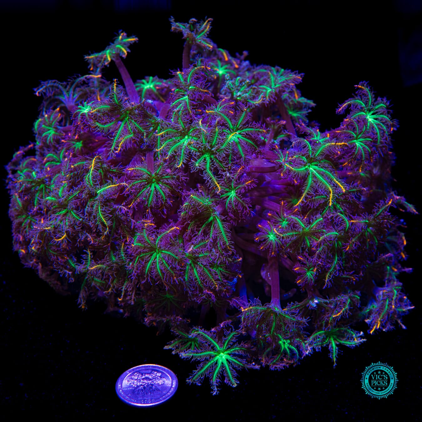 WWC High Voltage Clove Polyps - Actinic Photo