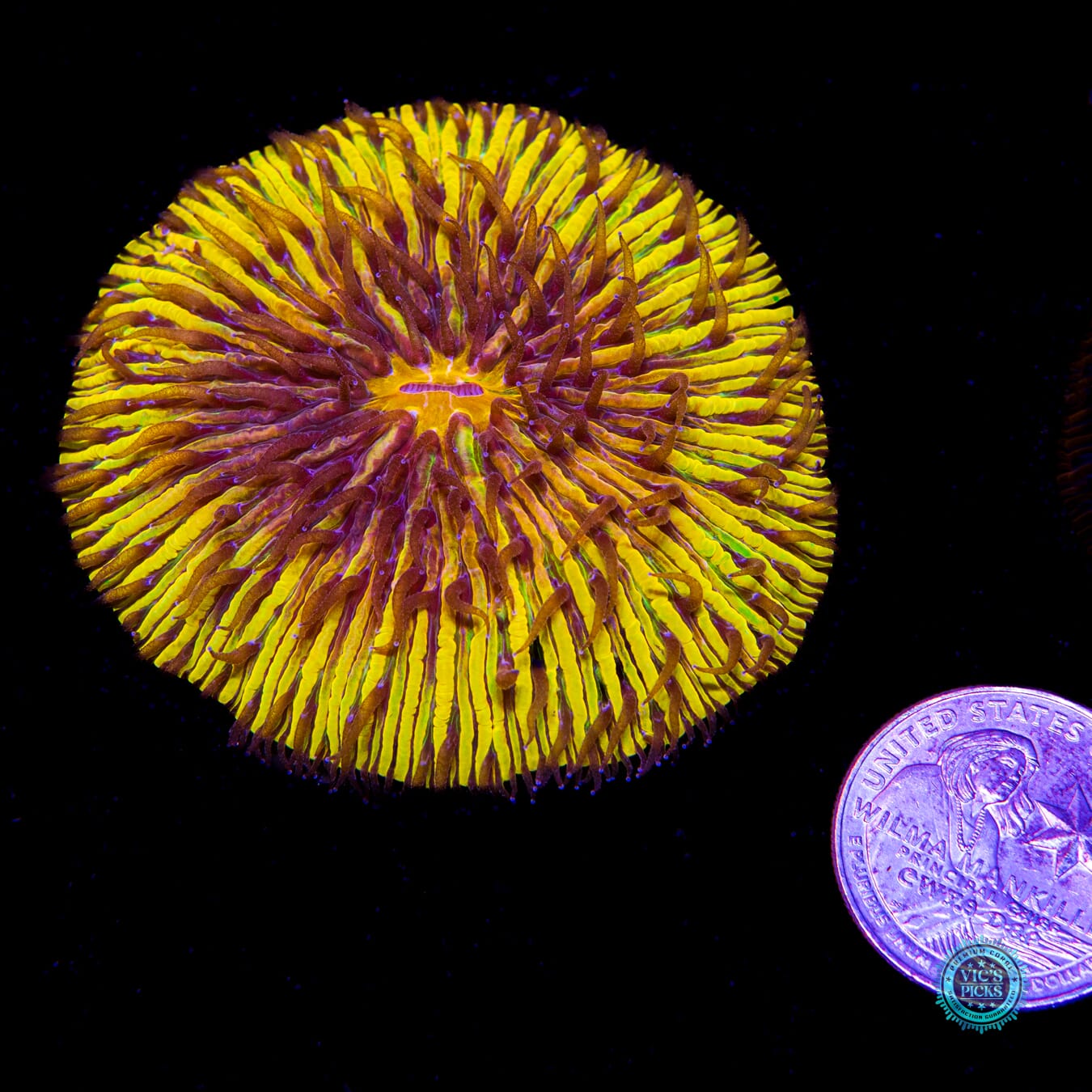 Second Sun Plate - Actinic Photo