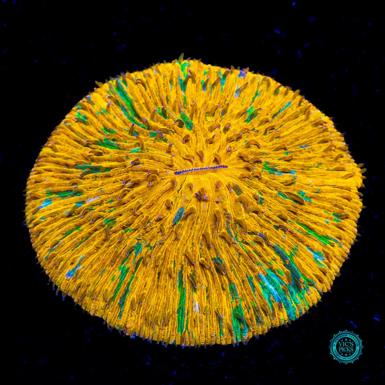 Tangerine Splatter Plate - Actinic Photo