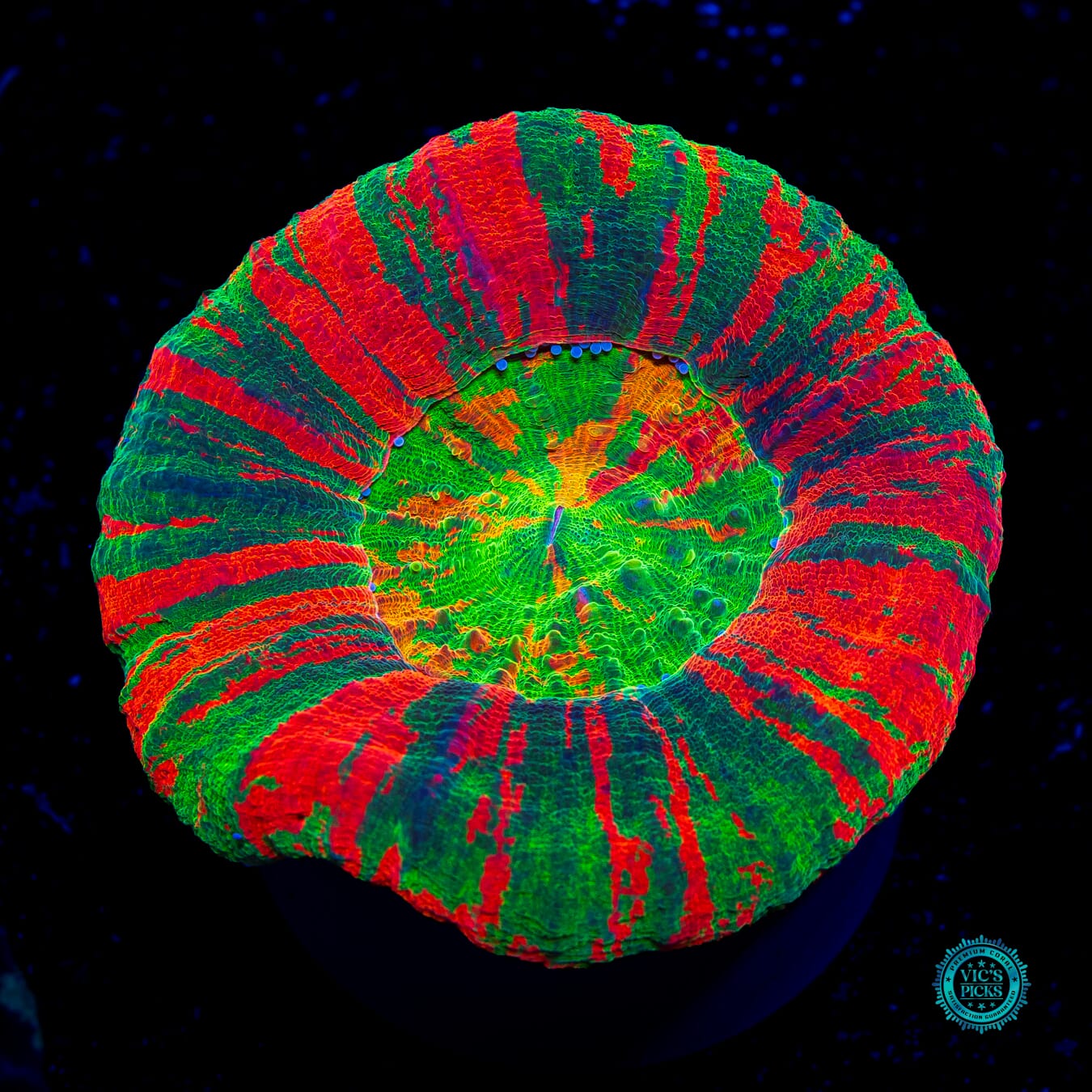 Hyperdrive Scolymia - Actinic Photo