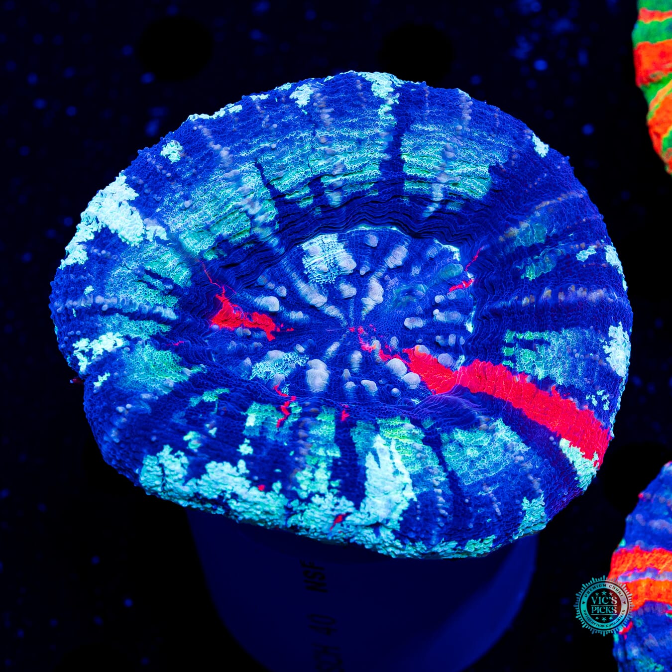 Frozen Core Warpaint Scolymia - Actinic Photo