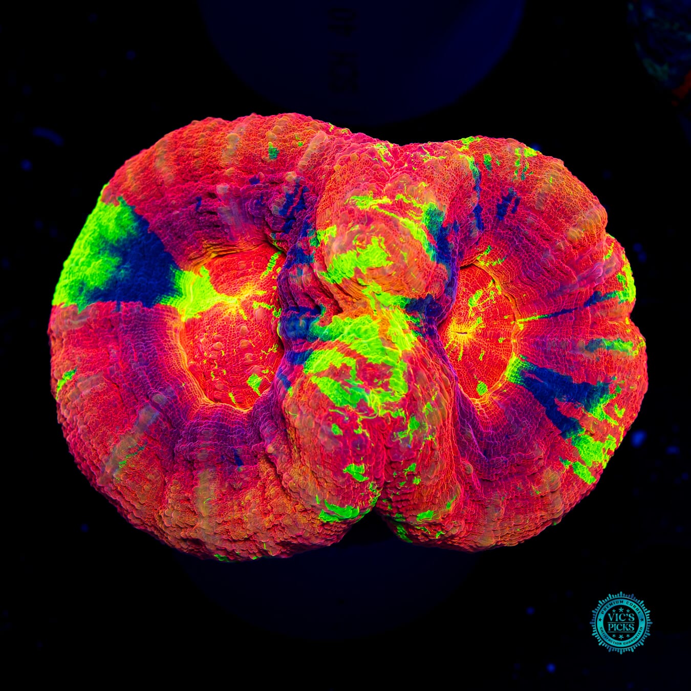 King and Queen Master Double Scolymia - Actinic Photo