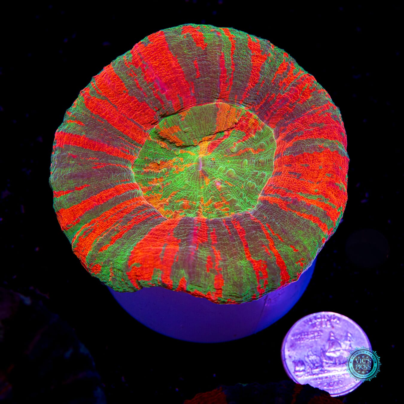 Hyperdrive Scolymia - Daylight Photo
