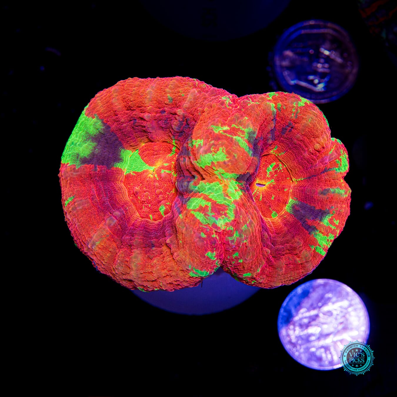King and Queen Master Double Scolymia - Daylight Photo