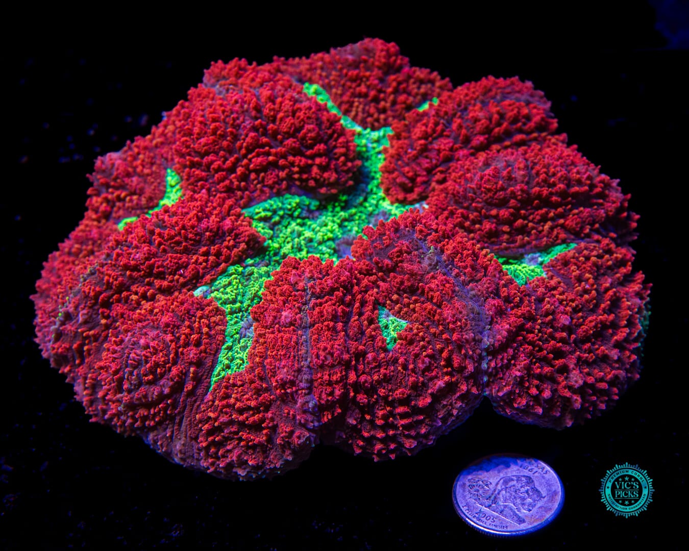 Ruby Red Symphyllia - Daylight Photo