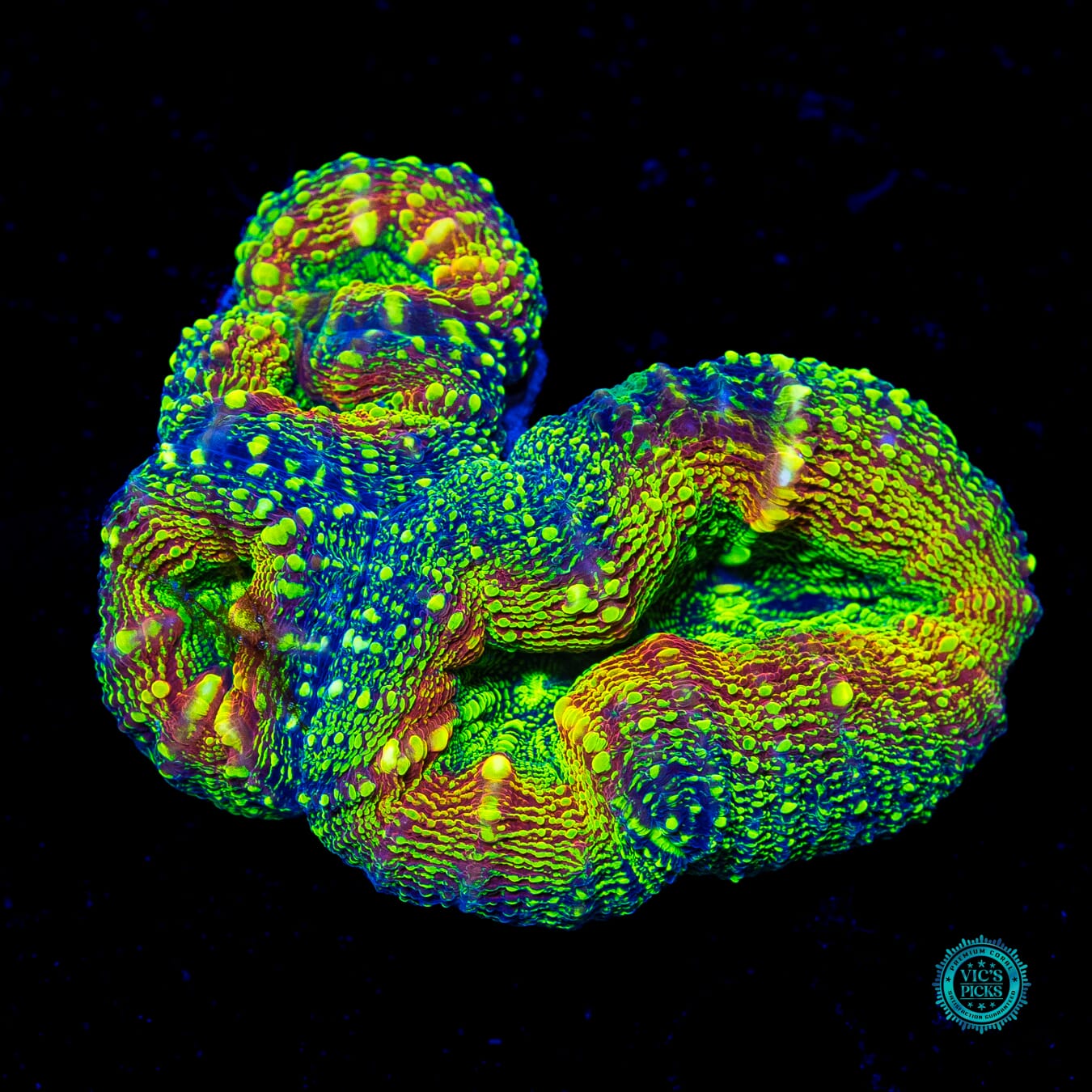 Alien Experiment Lobophyllia - Actinic Photo